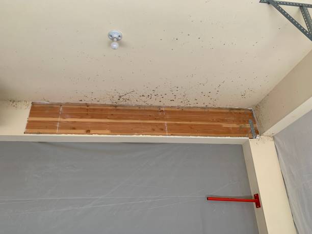 Best Residential Mold Inspection & Testing  in Puxico, MO